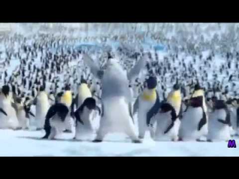happy birthday song penguin